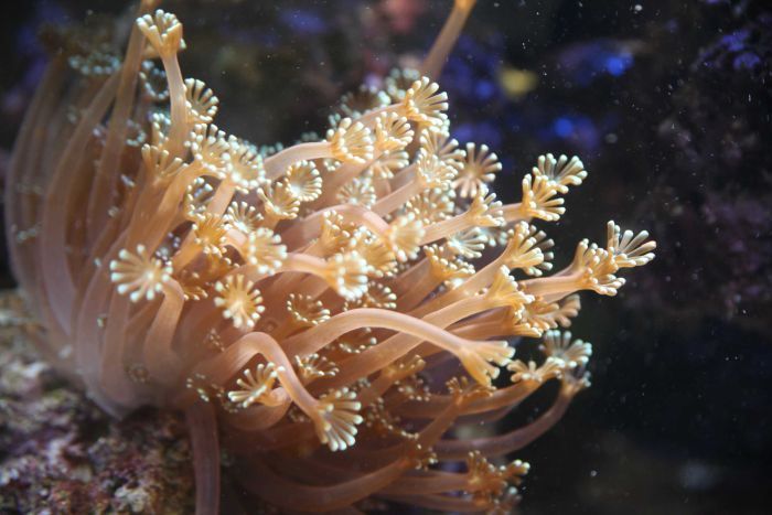What is a Coral Polyp ? - Steve Roper