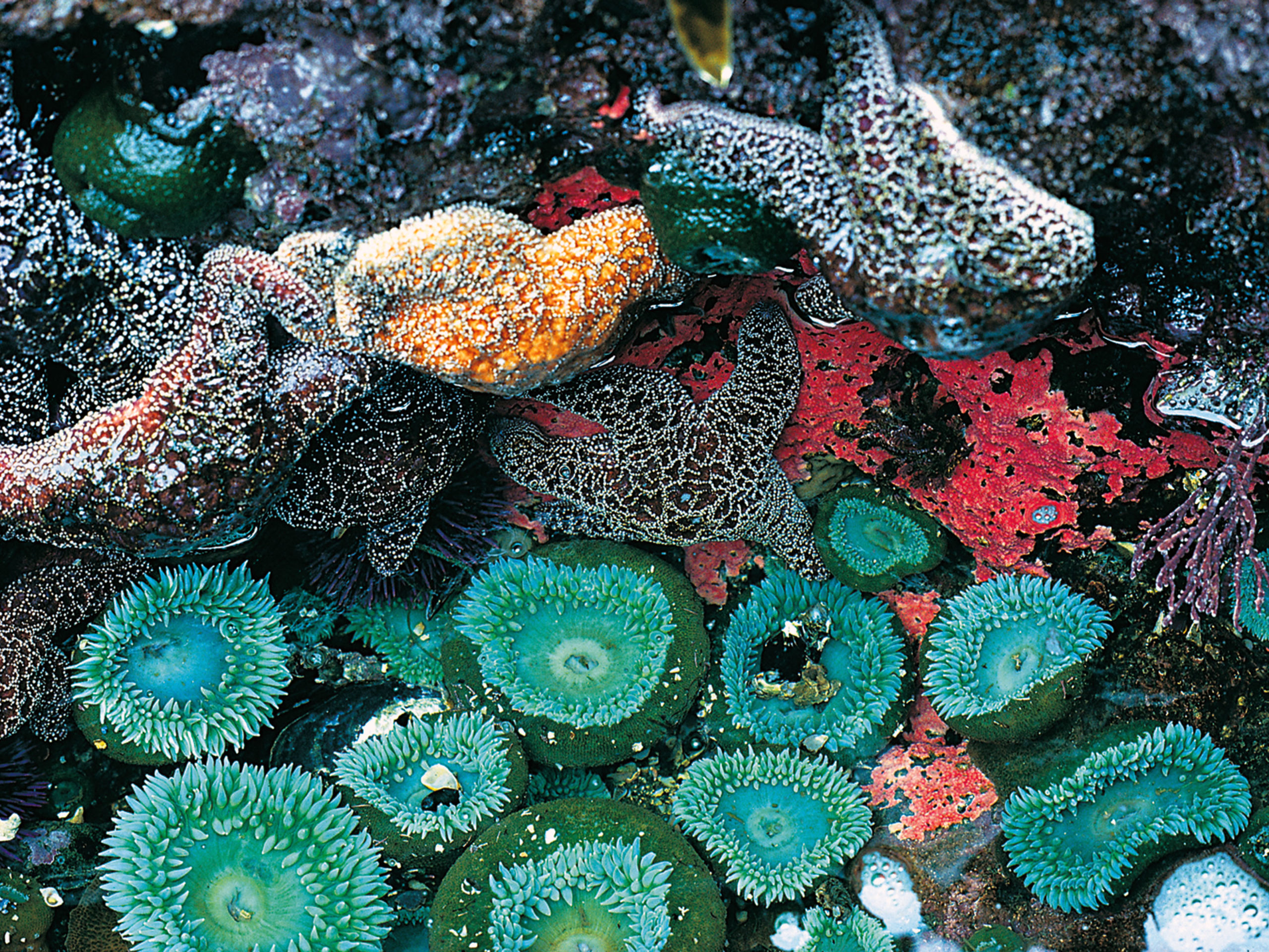 Giant Green Sea Anemones - Steve Roper